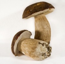 Steinpilze