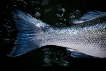 Fisch