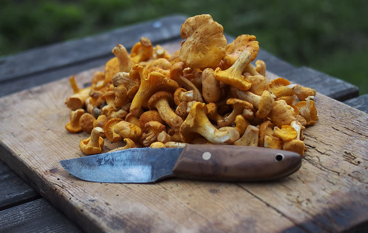 Pfifferlinge Braten So Gelingt Die Zubereitung Der Pilze Kuchentipps